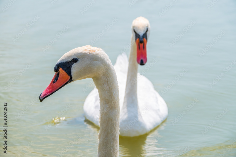 Portrait of a graceful white swan with long neck on blue water background. Portrait of a graceful white swan with long neck on blue water background.