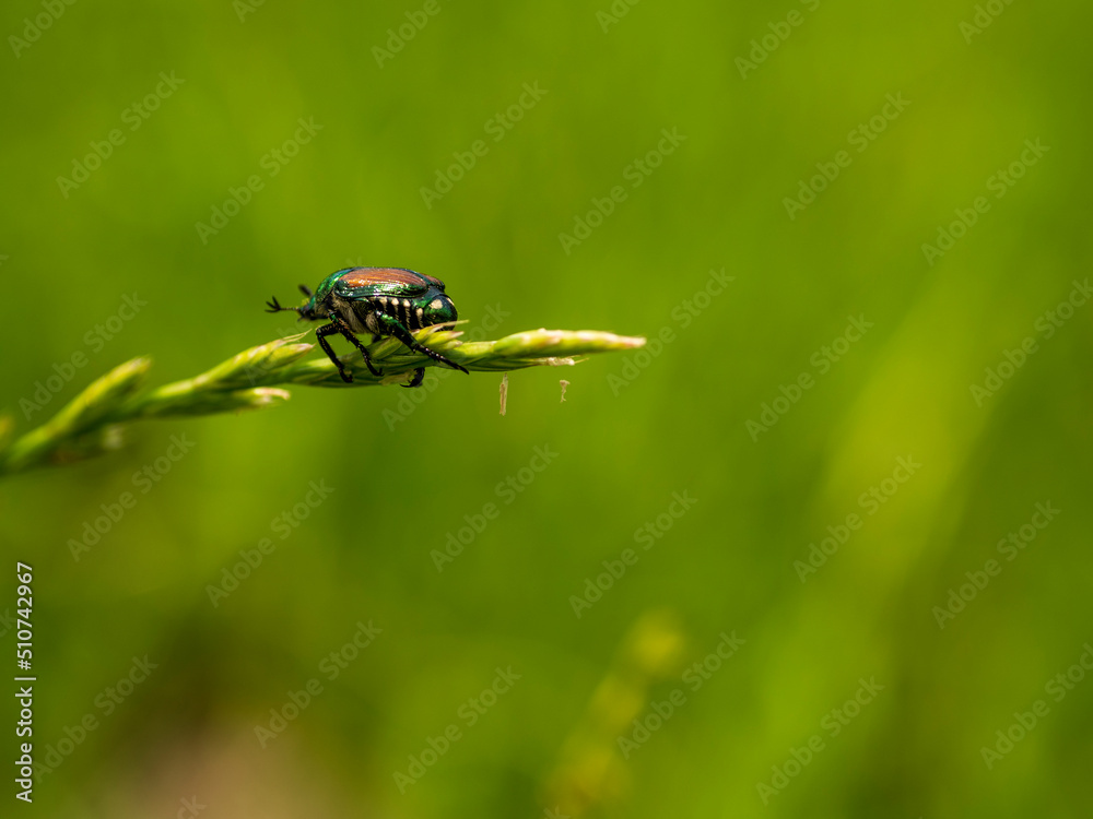 Naklejka premium コガネムシ