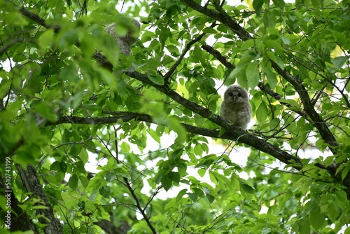 北海道にいるフクロウの雛