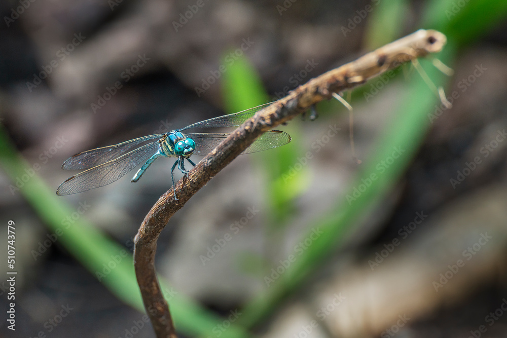 Closeup view of blue dragonfly perching on plant