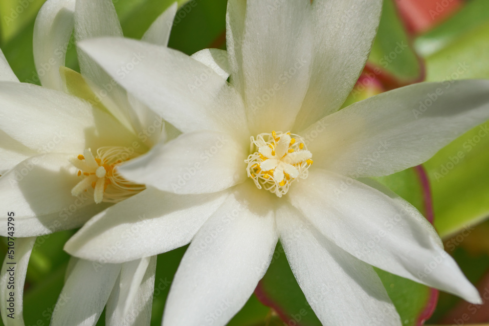 Obraz premium White cactus flowers macro, sunny day. Blossom floral background, selective focus