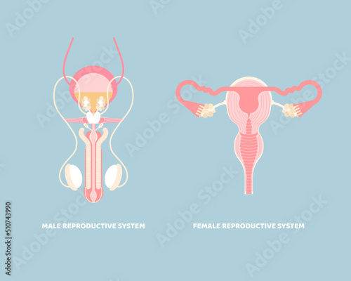 male and female reproductive system, internal organs anatomy body part nervous system, vector illustration cartoon flat character design clip art