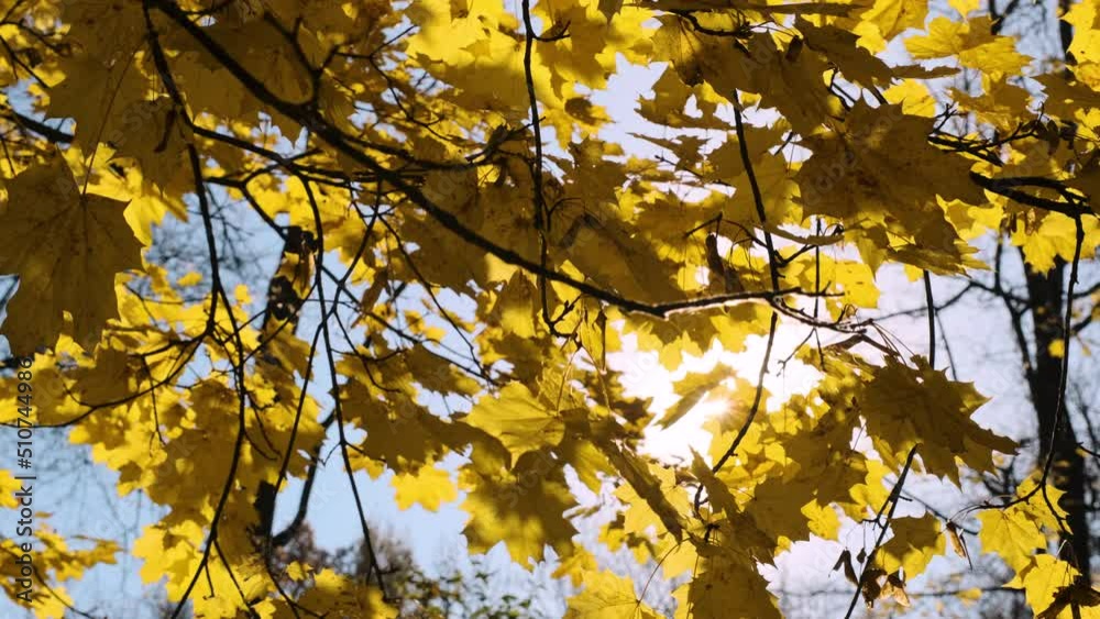 Branches of maple trees in sunny autumn day, sunbeam shines through colorful foliage Branches of maple trees in sunny autumn day, sunbeam shines through colorful foliage