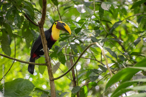 Toucan is resting on a branch in Costa Rica.