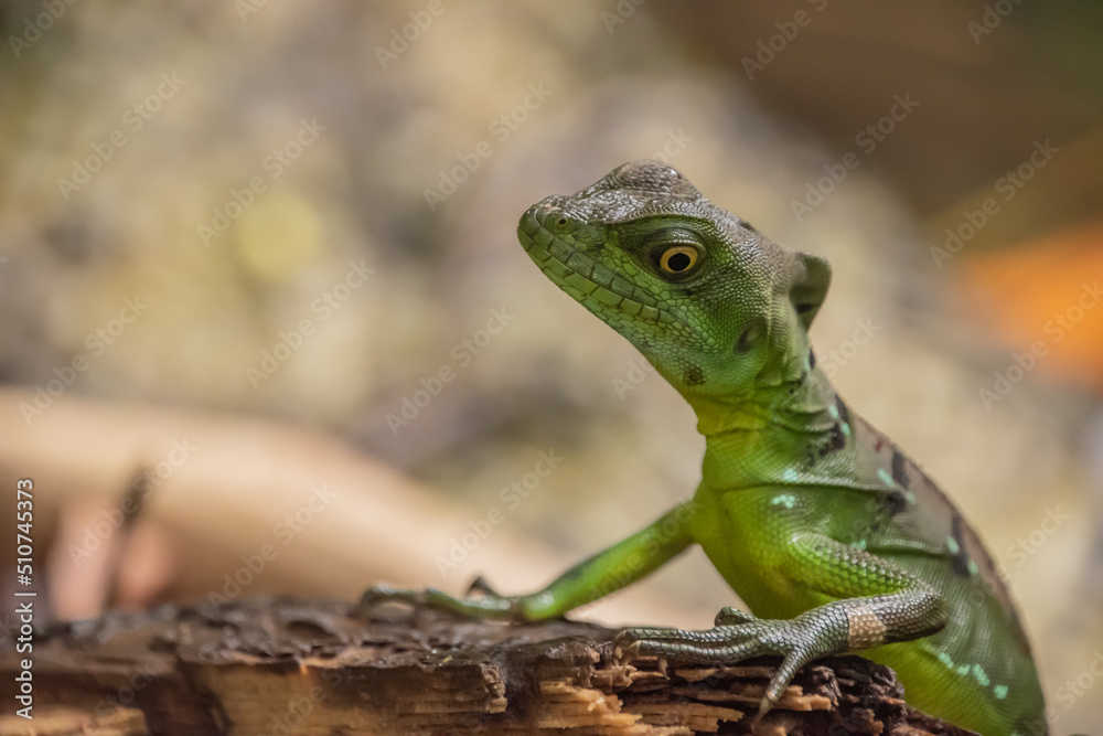Obraz premium Female Jesus Christ lizard in Costa Rica.