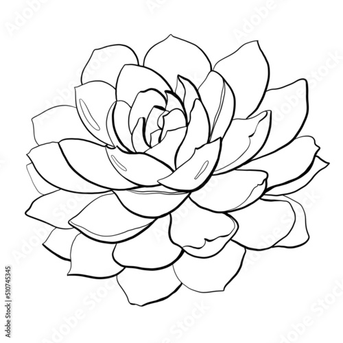 contour sketch logo icon beauty sphere tropical succulent flower echeveria graceful thin closeup