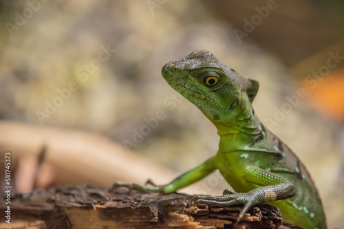 Female Jesus Christ lizard in Costa Rica.