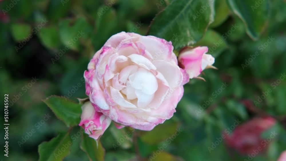 Beautiful and delicate pale pink roses in rose garden. Gardening concept. Slow motion Beautiful and delicate pale pink roses in rose garden. Gardening concept. Slow motion