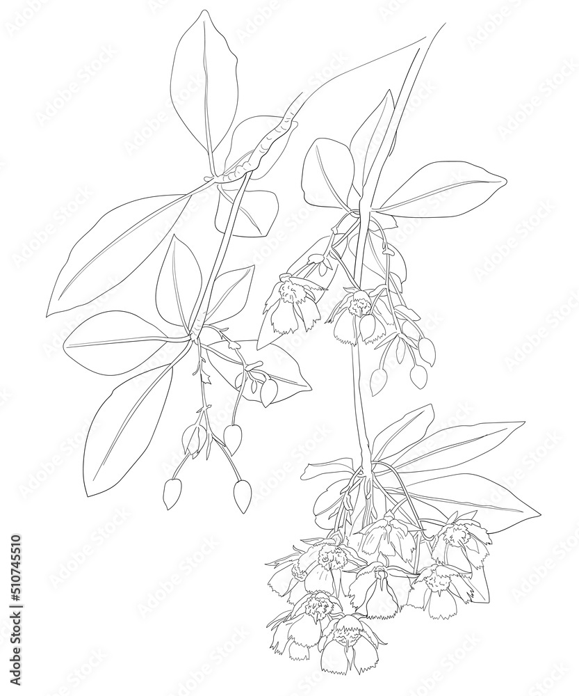 Fairy Petticoat flower Fairy Petticoat flower