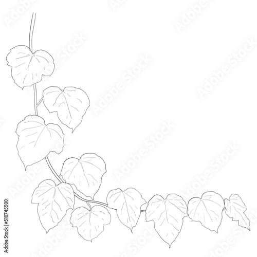 Drawing of ivy leaves.