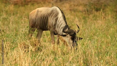 A wildebeest grazes in a meadow of the African savanna on a hot day in Tarangiri National Park, Tanzania
