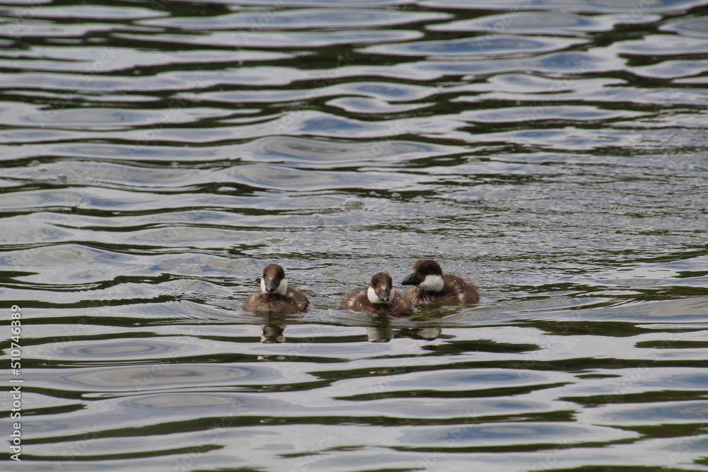 Ducklings On The Water, William Hawrelak Park, Edmonton, Alberta