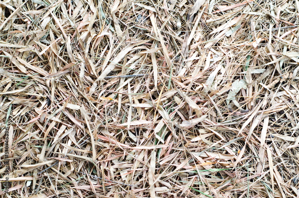 Close-up top view of brown dried bamboo leaves falling on the ground in the dry season.