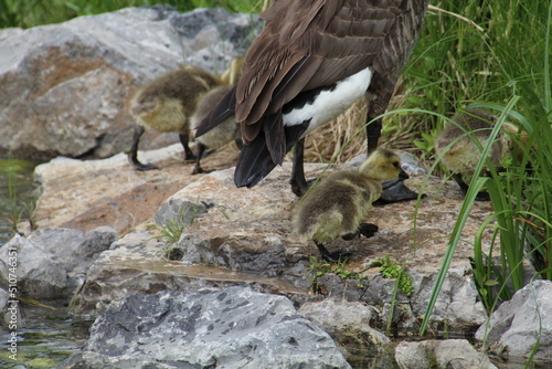 Gosling Going The Roaks, William Hawrelak Park, Edmonton, Alberta photo