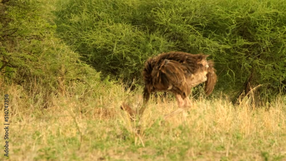 An African ostrich grazes in a savannah meadow on a hot day in Tarangiri National Park, Tanzania. Masai ostrich in the wild on a safari An African ostrich grazes in a savannah meadow on a hot day in Tarangiri National Park, Tanzania. Masai ostrich in the wild on a safari