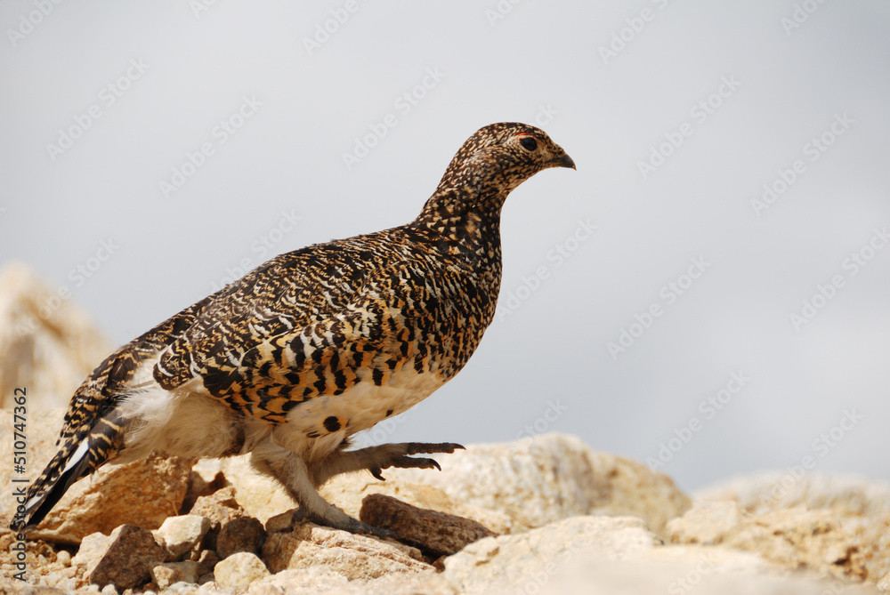 Obraz premium a snow grouse, a ptarmigan on trail route / 登山道を歩くライチョウ（メス）＠表銀座縦走路