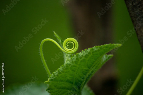 Rounded climber, a tendril of cucumber plant in green background.