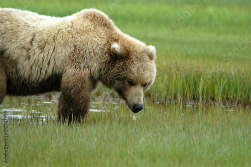 Brown Bear Katmai Peninsula Alaska