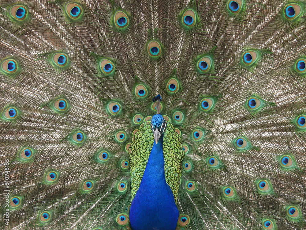 Obraz premium peacock with feathers