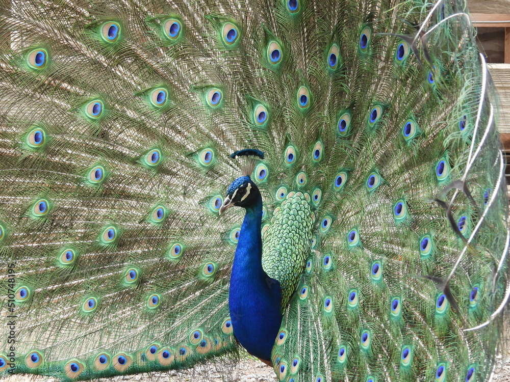 Obraz premium peacock with feathers