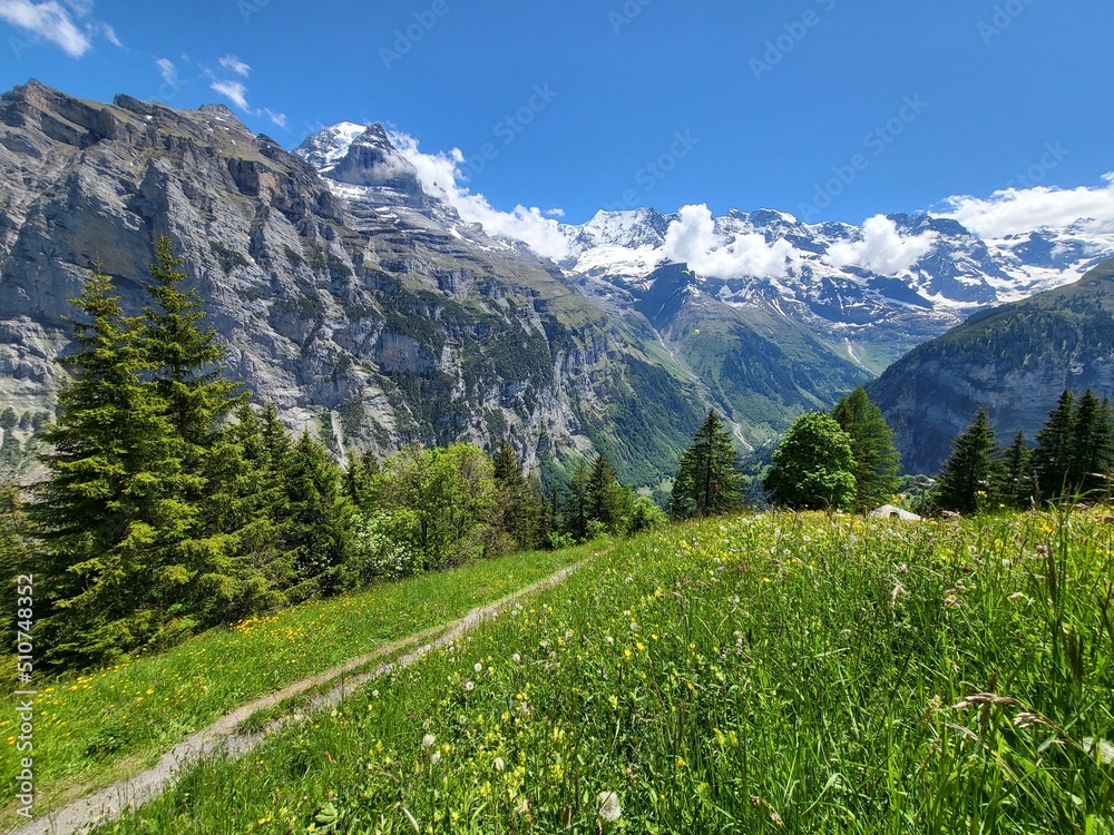 Landscape with blooming wild flowers in meadow, view during walk from Murren to Gimmelwald in Bernese Highlands, Switzerland.