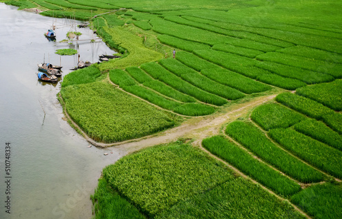 Green paddy/ rice field in Bangladesh photo