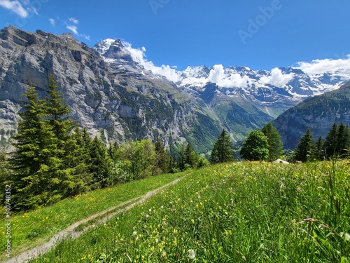 Landscape with blooming wild flowers in meadow, view during walk from Murren to Gimmelwald in Bernese Highlands, Switzerland.