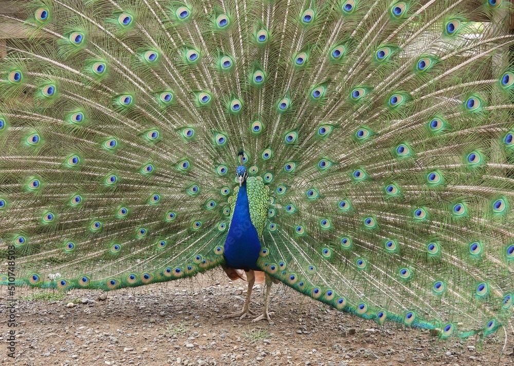 Obraz premium peacock with feathers out