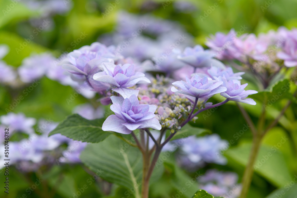 アジサイの花 アジサイの花