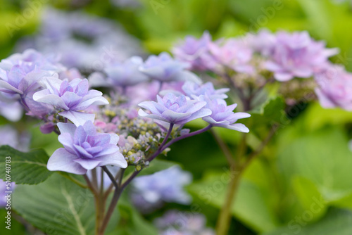 Fototapeta Naklejka Na Ścianę i Meble -  紫色の花　紫陽花