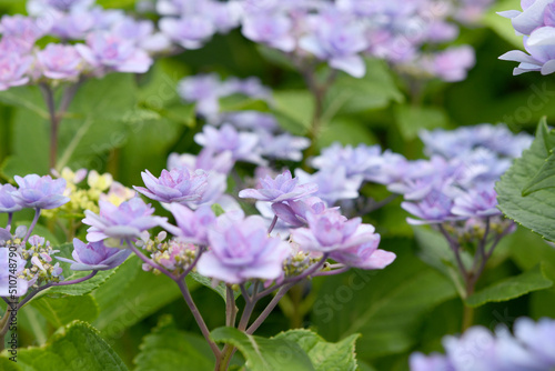 紫色の小花 アジサイ