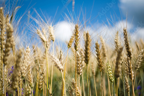 Golden ripe wheat field  sunny day  agricultural landscape  growing plant  cultivate crop  harvest season concept