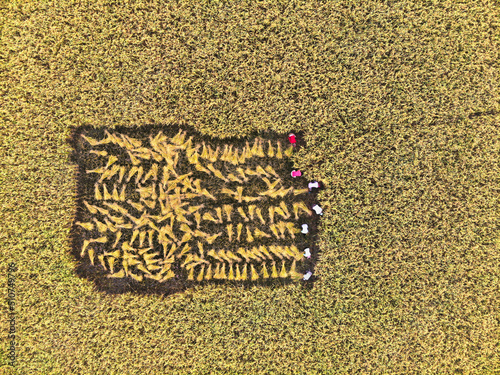 Harvesting paddy/ rice