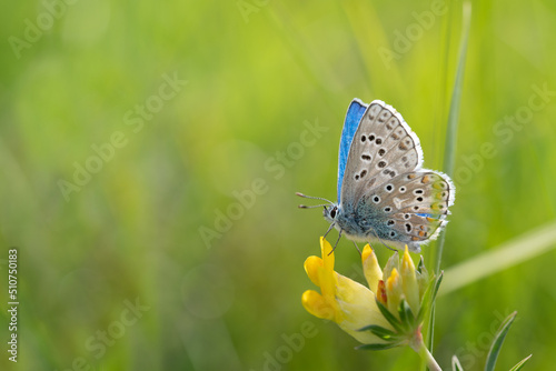 Εκτύπωση καμβά Close-up of a blue butterfly (Lycaenidae) sitting on a yellow flower in nature