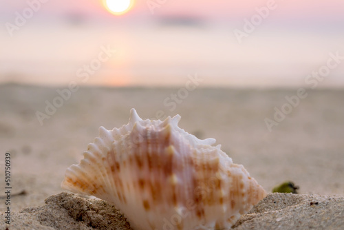 A shell close-up, lying on a sandy beach, at sunset. Selective focus, blurred background