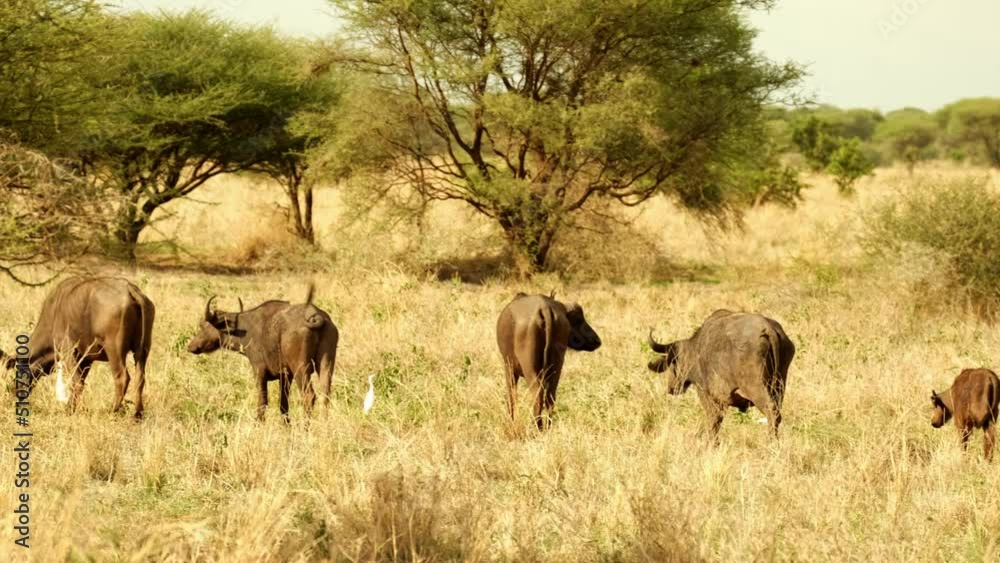 A herd of African buffalo grazes in a meadow among trees in the wild African savannah. A herd of African buffalo grazes in a meadow among trees in the wild African savannah.