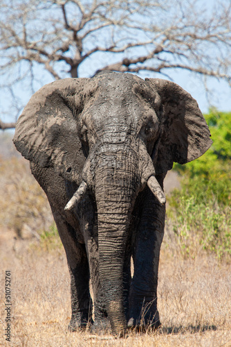 African Elephant walking through the grasslands
