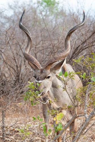 Greater Kudu male, standing on the open grasslands of Africa 