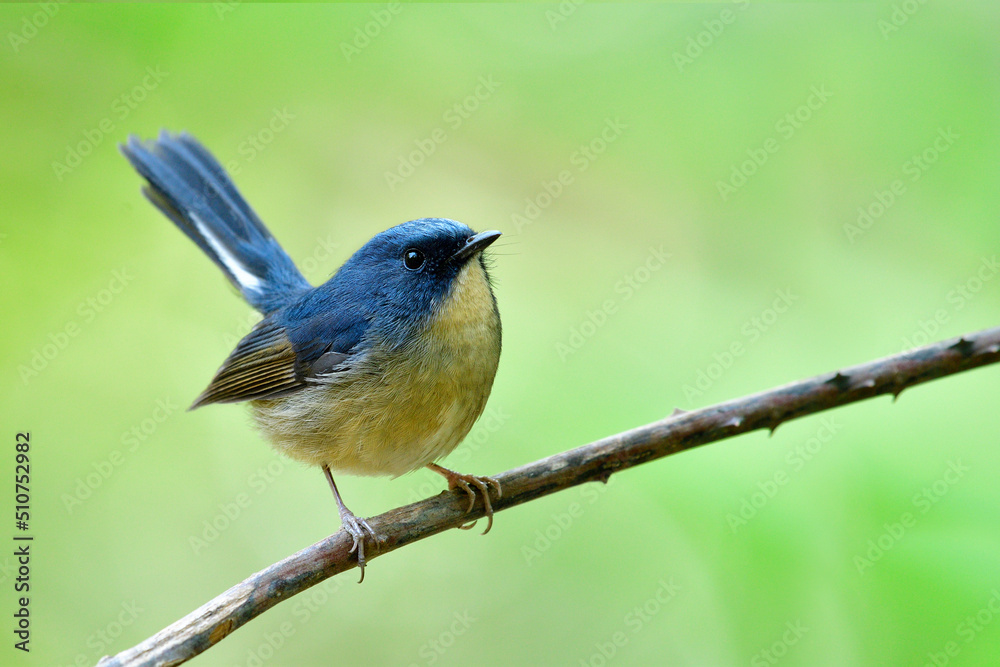 Fototapeta premium lovely grey to blue bird with chubby shape perching on thin branch lifting tail, slaty blue flycatcher