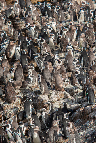 African Penguin colony along Boulders Beach, Cape Town © wayne