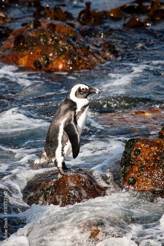 African Penguin colony along Boulders Beach, Cape Town