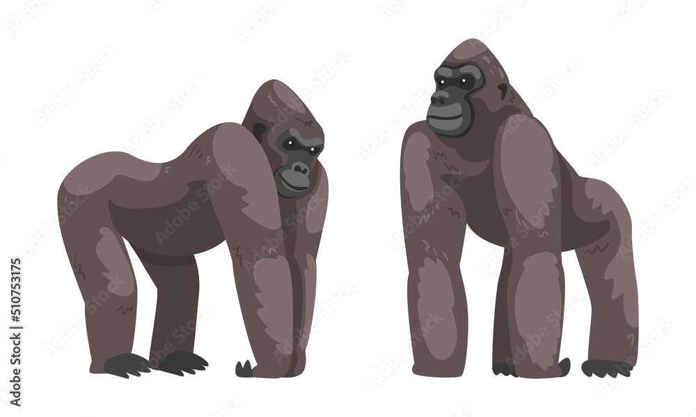 Gorilla Monkey as Ground-dwelling Herbivorous Great Ape Vector Set