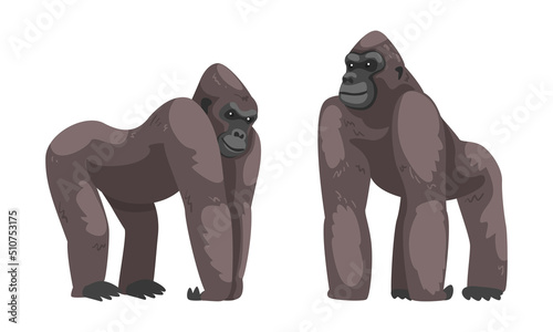 Fototapeta Naklejka Na Ścianę i Meble -  Gorilla Monkey as Ground-dwelling Herbivorous Great Ape Vector Set