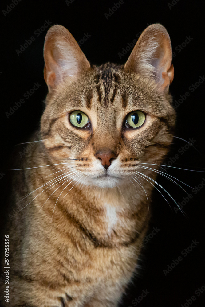 Close-up of a Bengal cat looking straight ahead. Felis catus prionailurus bengalensis.