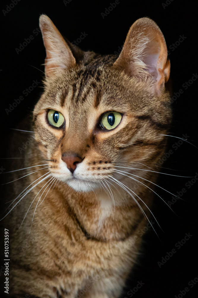 Portrait of a cat of Bengali breed. Felis catus prionailurus bengalensis.