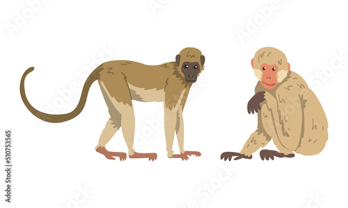 Macaque Monkey as Herbivorous Ape in Sitting Pose Vector Set