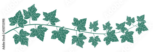 Drawing of green ivy leaves.