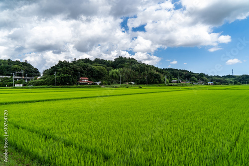 Paddy fields are in rural area in Chiba prefecture, JAPAN. photo