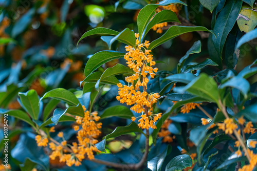 Flower of fragrant olive - Osmanthus fragrans var. aurantiacus - are blooming in JAPAN. photo