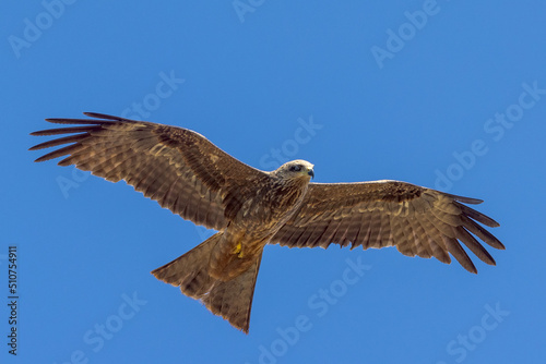 Black Kite in Queensland Australia